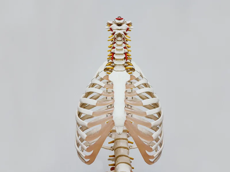 How X-Rays works at Schomaker Chiropractic Clinic
